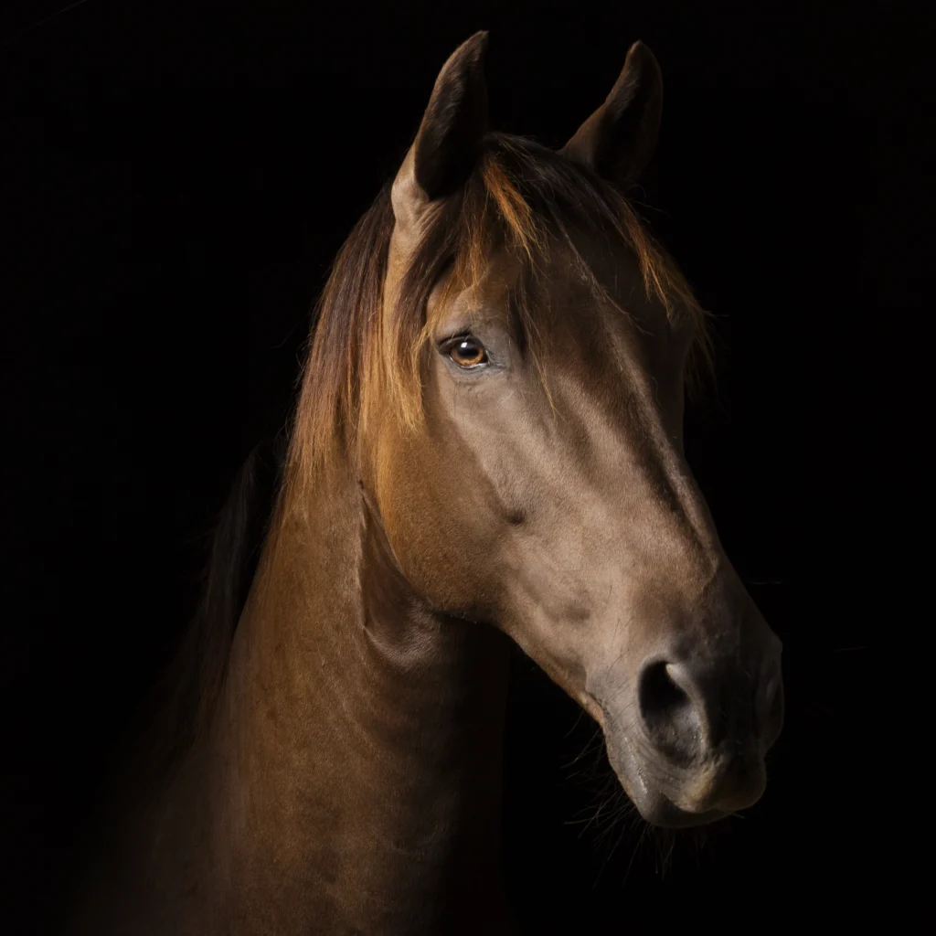 Portrait cheval studio