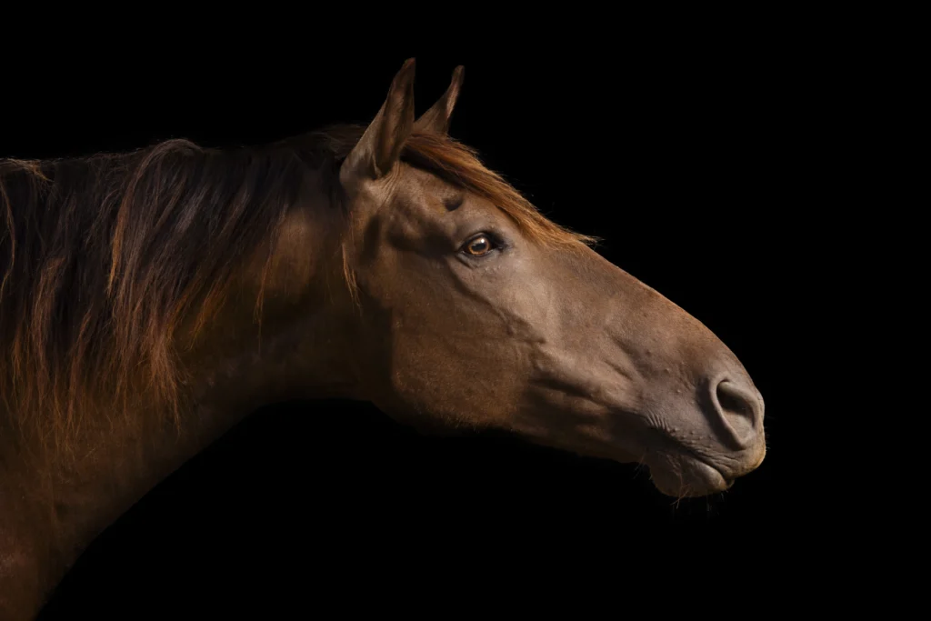 Portrait animalier cheval Photo cheval sur fond noir Photo de cheval Photo de cheval sur fond noir