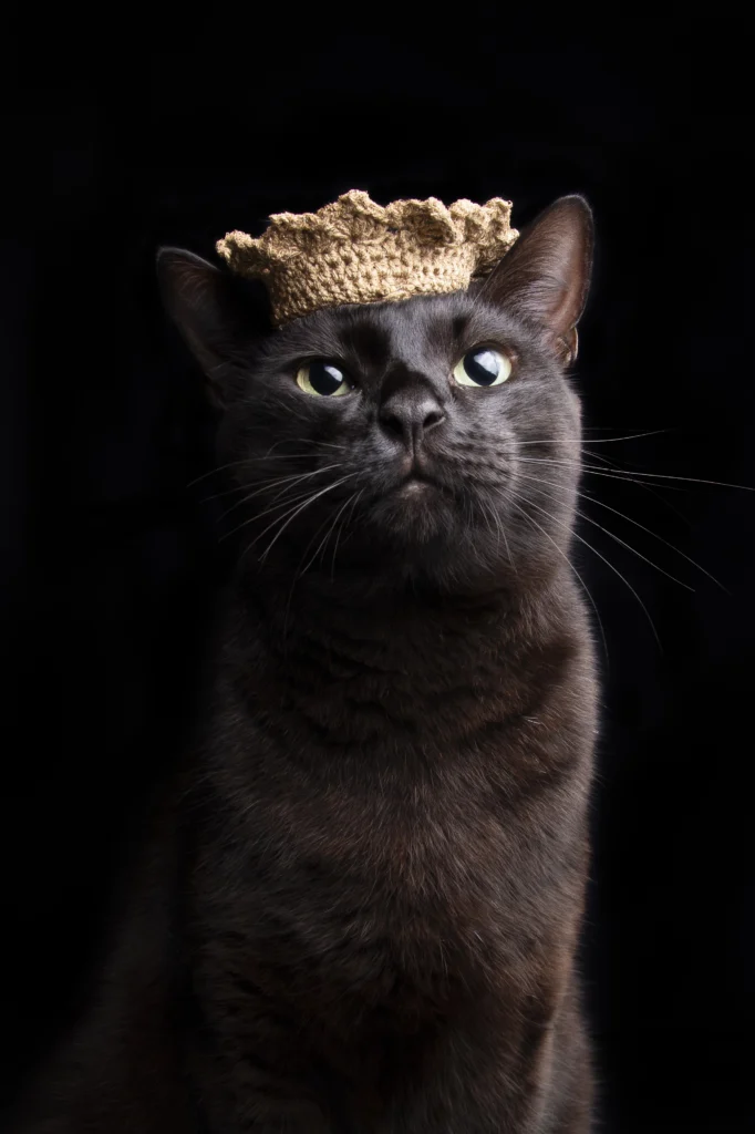 Photographe pour vos animaux de compagnie