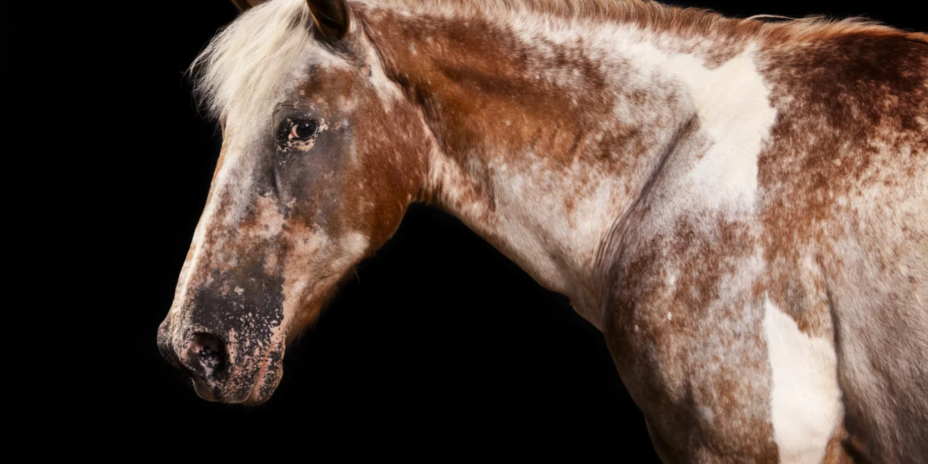 Portrait équin Portrait animalier Cheval appaloosa Photo cheval appaloosa Photo cheval américain