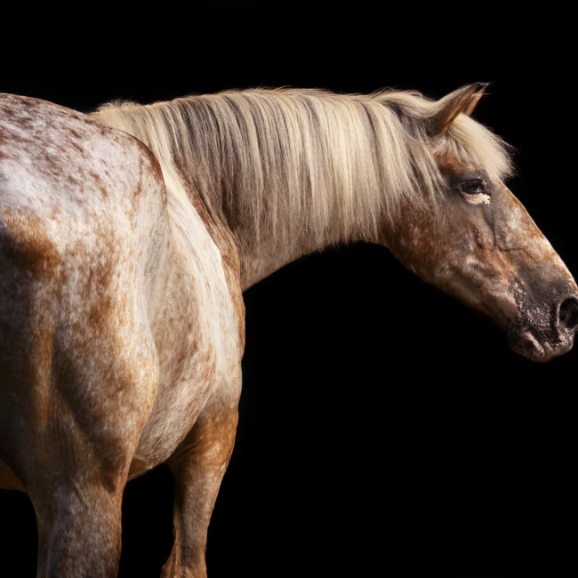 Photographie équine Photographe équin Photo de cheval sur fond noir Photo de cheval photo appaloosa