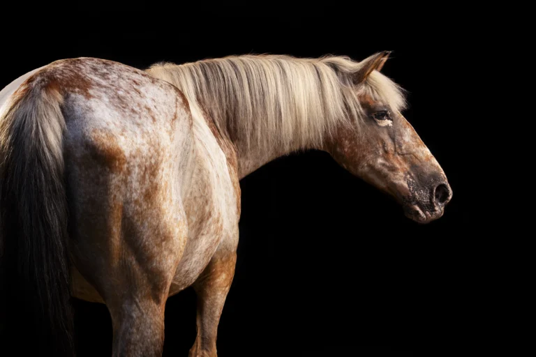 Photographie équine Photographe équin Photo de cheval sur fond noir Photo de cheval photo appaloosa