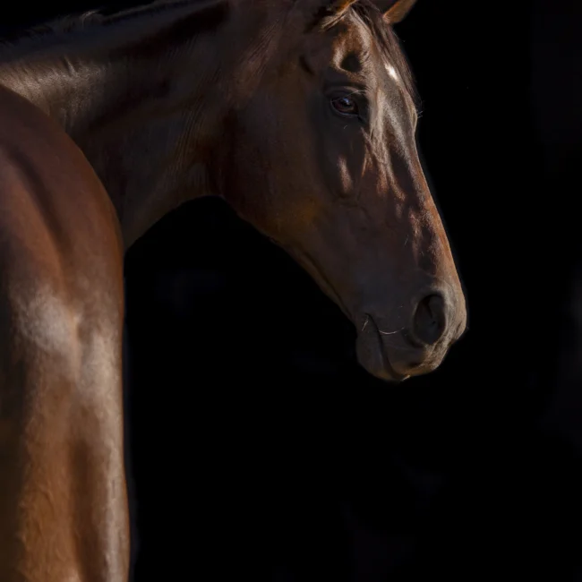 Photographe de chevaux en studio