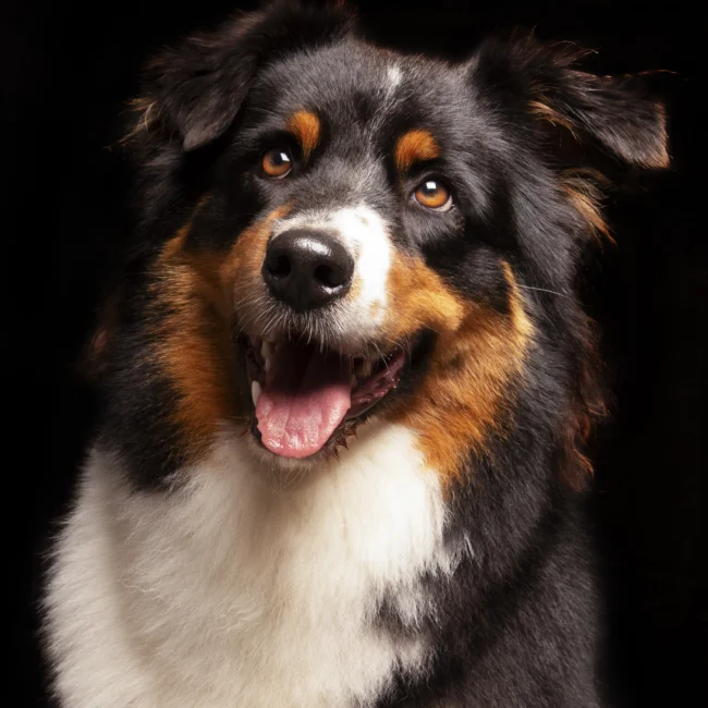 Portrait animalier Photographe canin Photographie de chien en studio Photographie de berger australien Photographie de chien