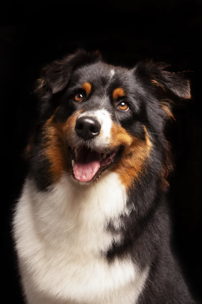 Photographe canin Photographie de chien en studio Photographie de berger australien