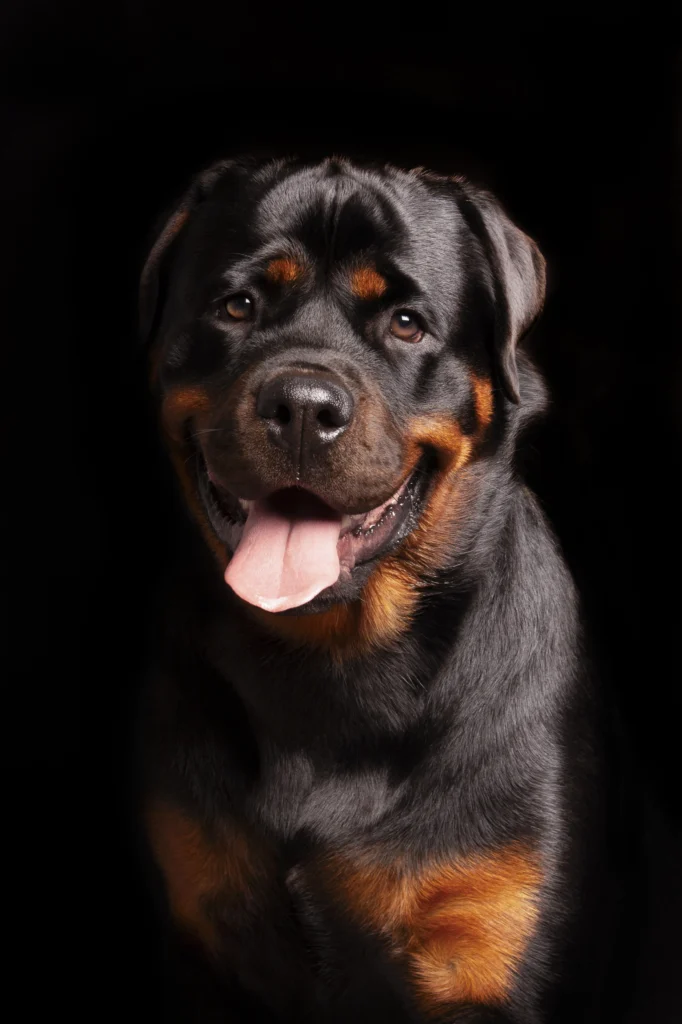 Photographe animalier Photo de rottweiler Rottweiler en studio