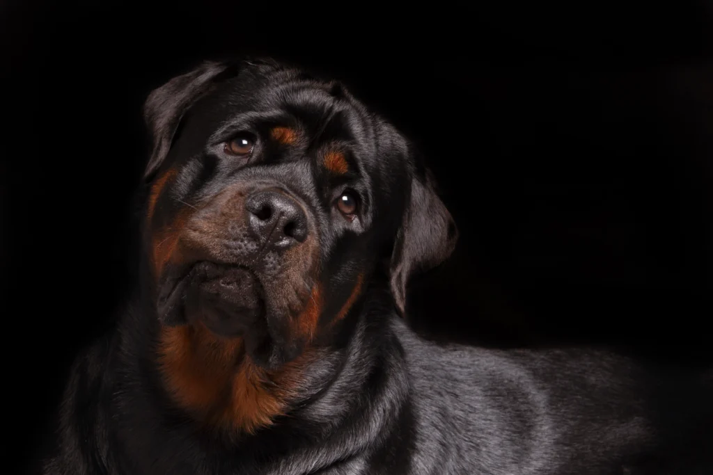 Photographie de chiens Photographe canin Rottweiller Rottweiler