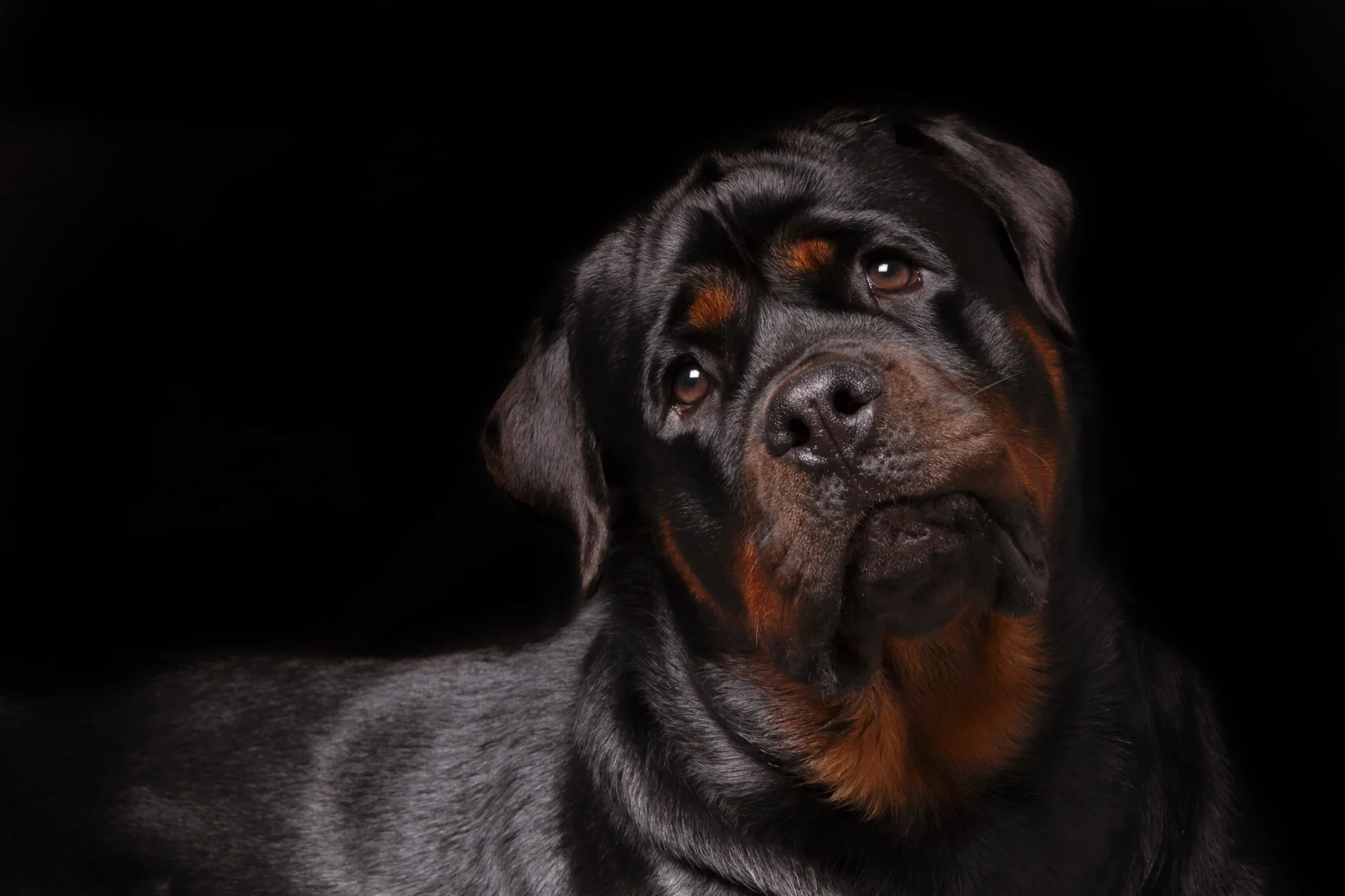 Photographie de chiens Photographe canin Rottweiller Rottweiler