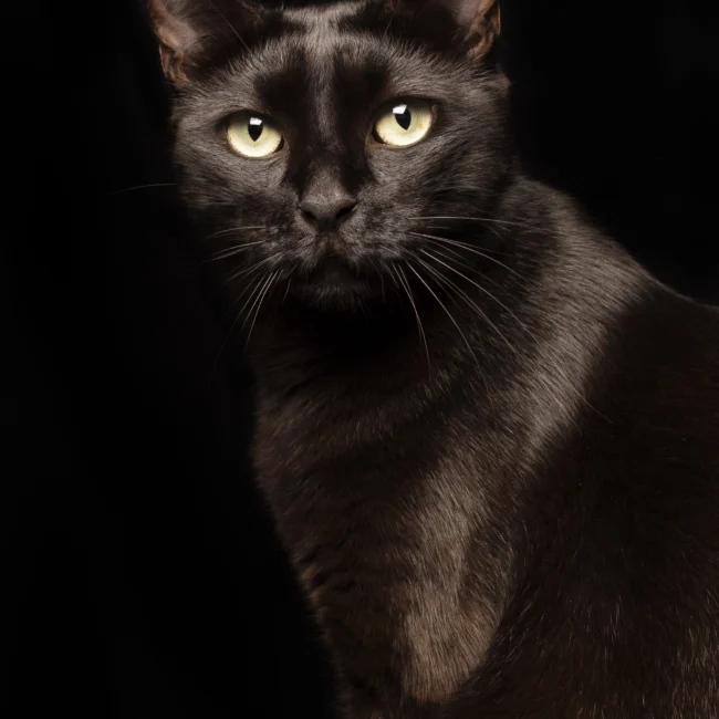 Photographe chat Chat noir Séance photo de chat Shooting chat