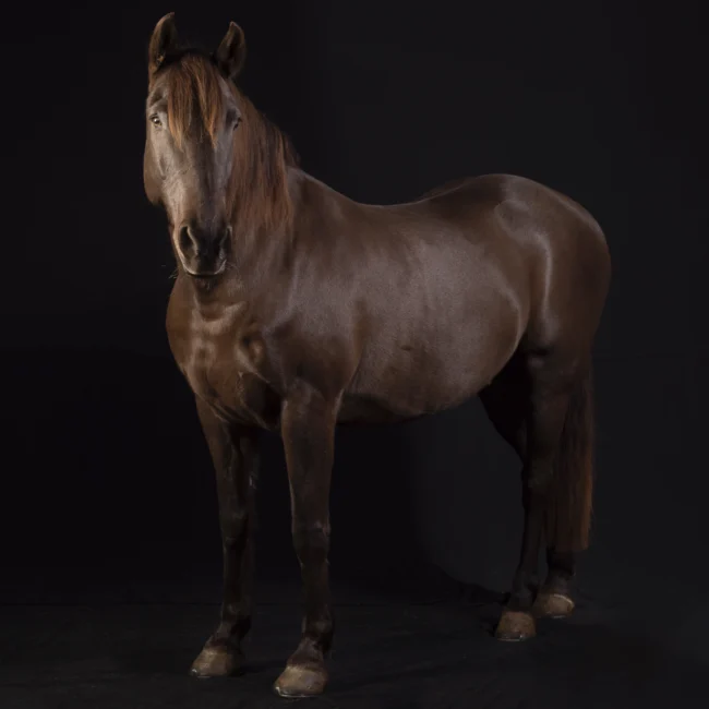 Photo cheval sur fond noir