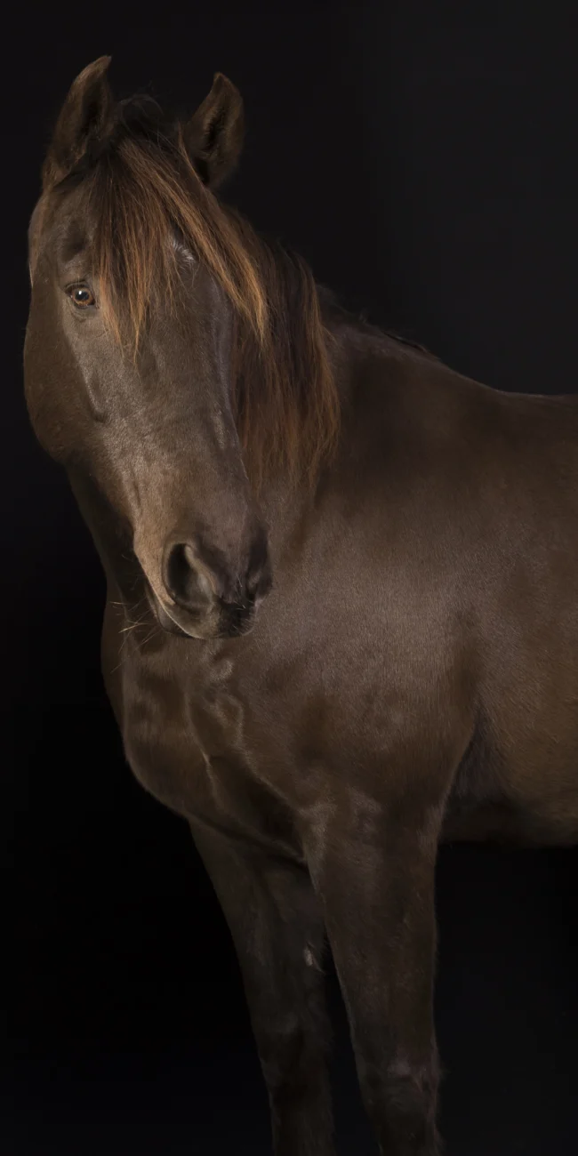 Photographe studio équin