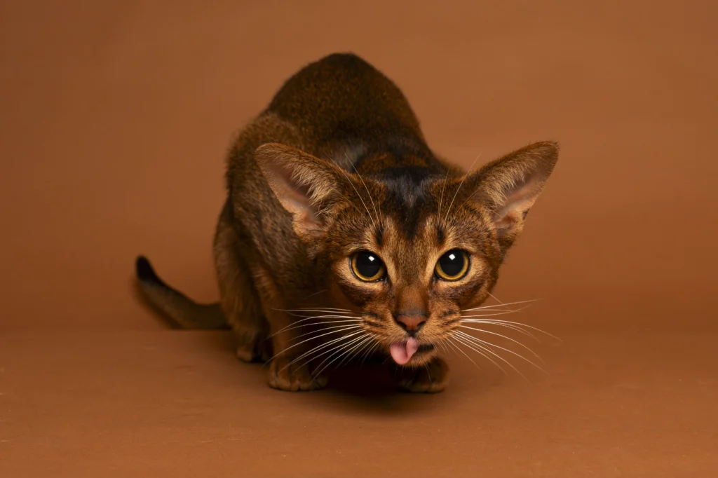 Photographe chat de race Photo abyssin lièvre photo abyssin couleur Lièvre