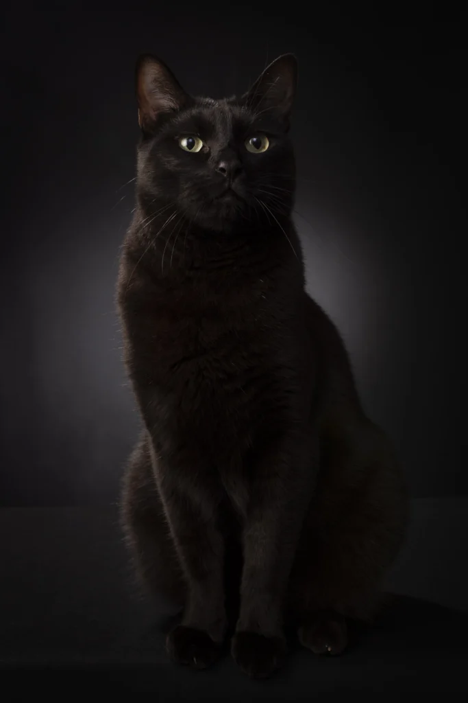 Photographe chat noir en studio