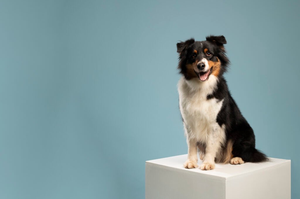 Photographe chien en studio Photographe chat en studio