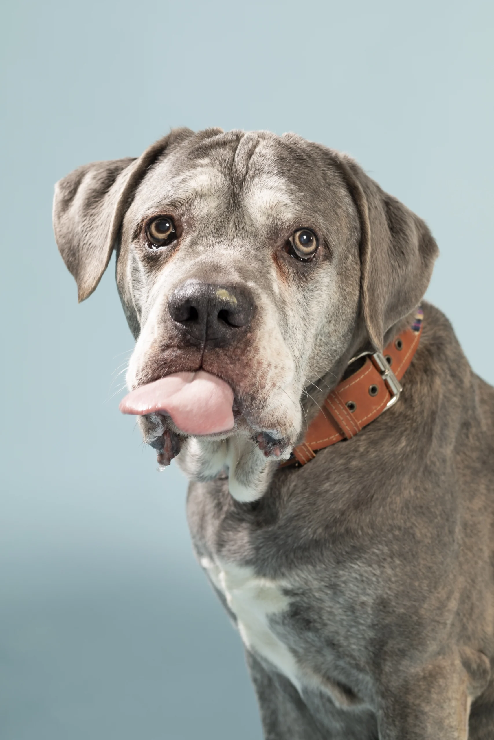 Réseau-Animal-71