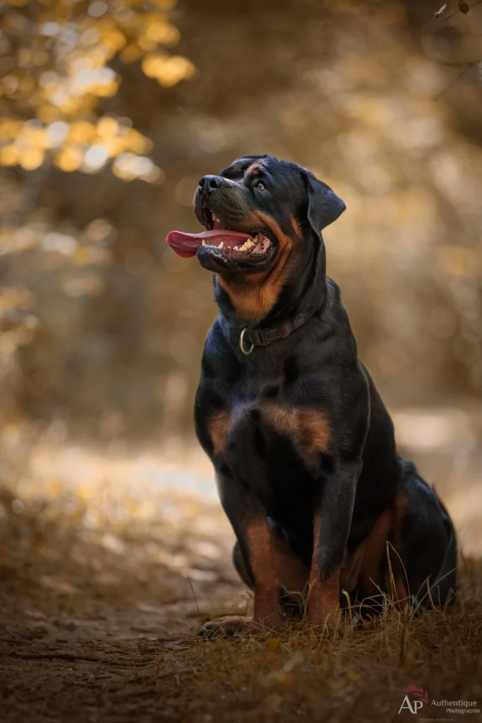 Photo d'un rottweiller dans la foret