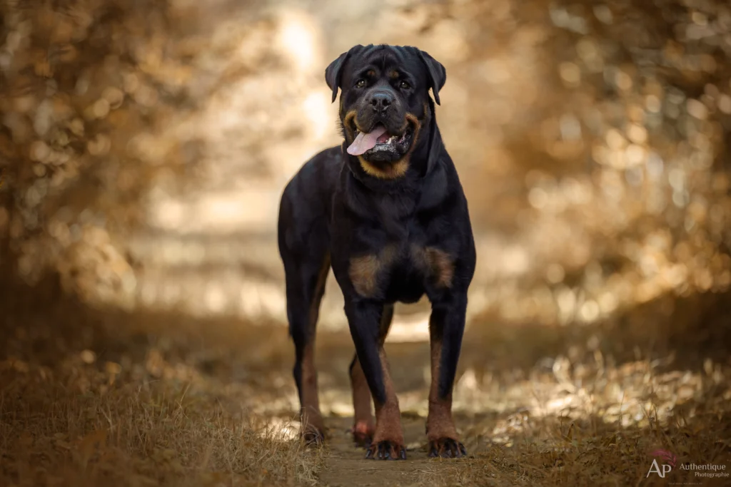 séance photo Rottweiler en extérieur à Saint-Sorlin-en-Bugey portrait de chien rottweiler en balade photo photographe canin Ain séance extérieure