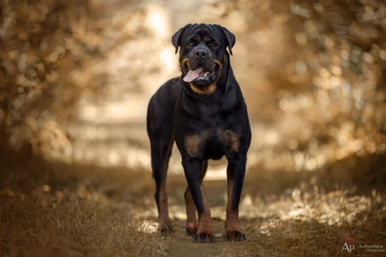 séance photo Rottweiler en extérieur à Saint-Sorlin-en-Bugey portrait de chien rottweiler en balade photo photographe canin Ain séance extérieure