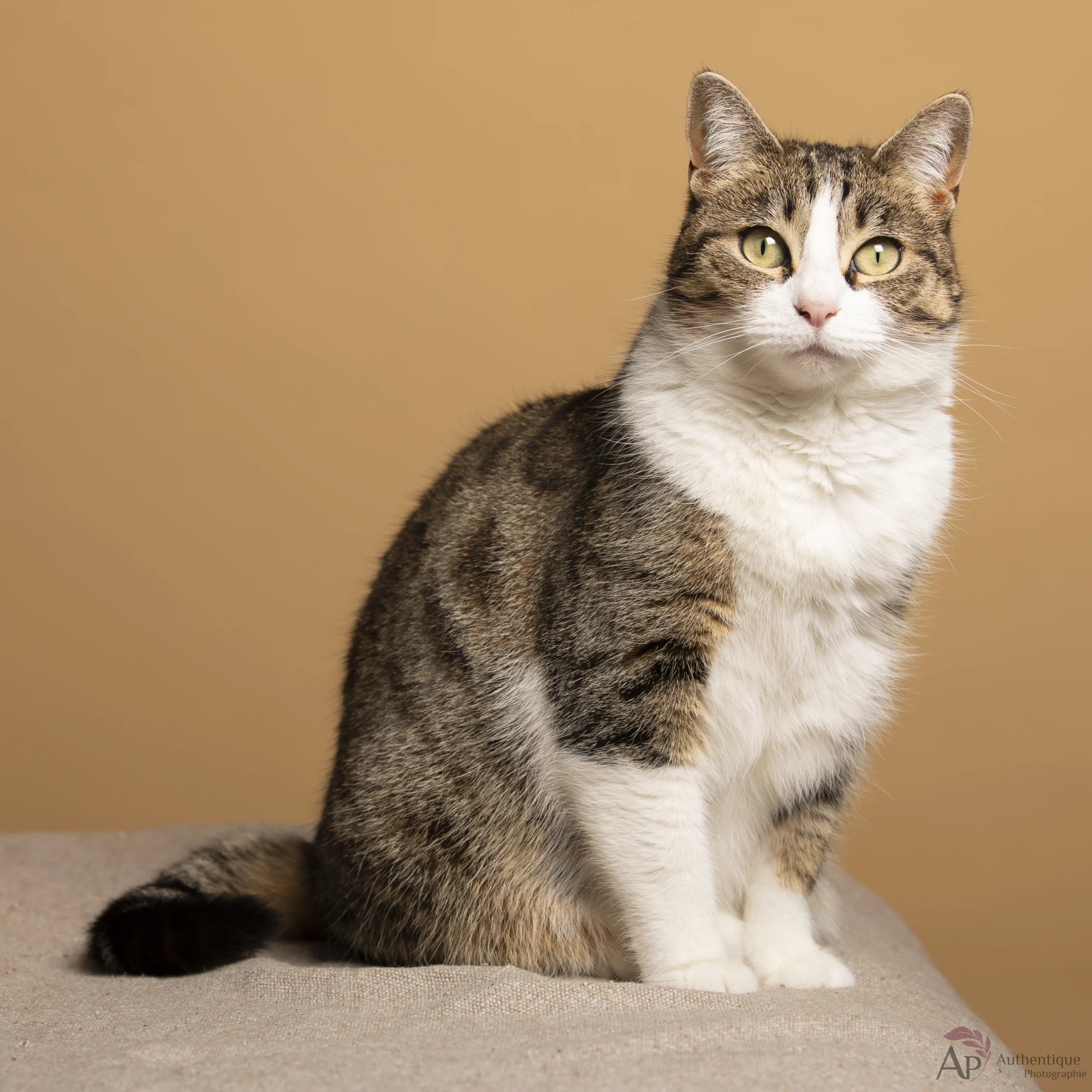 Photo-studio-chat-a-domicile