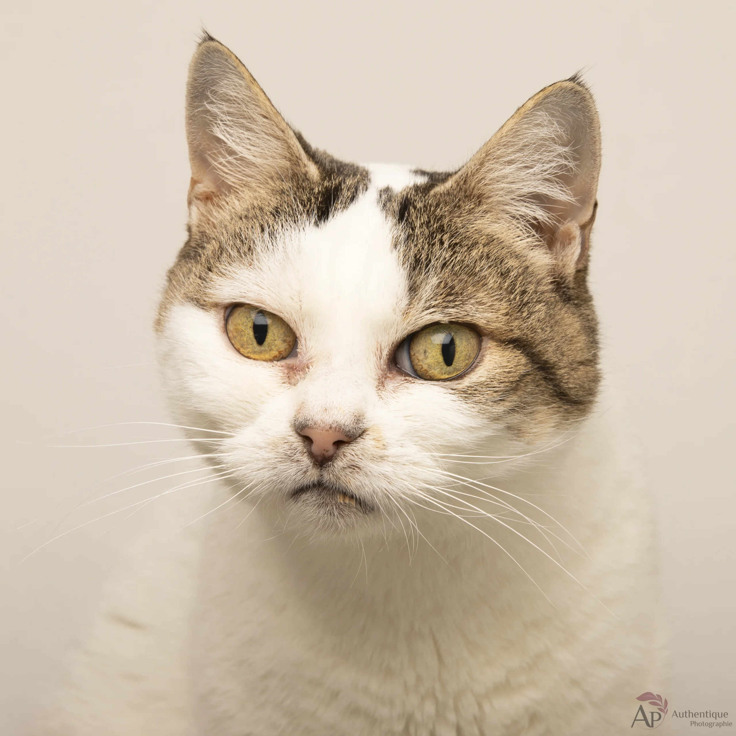 Photographe-chat-a-domicile