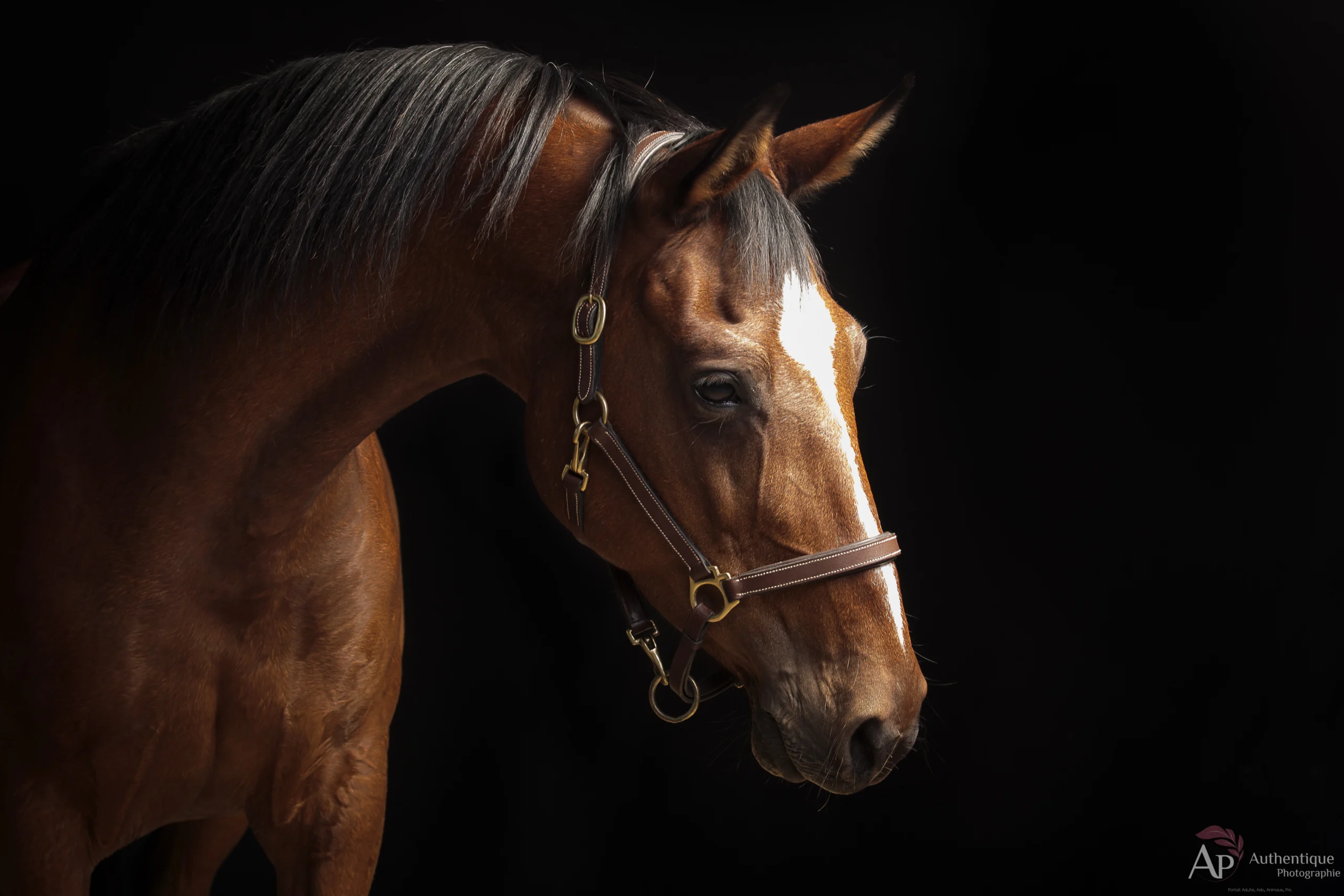Photographe-cheval-studio-ecurie
