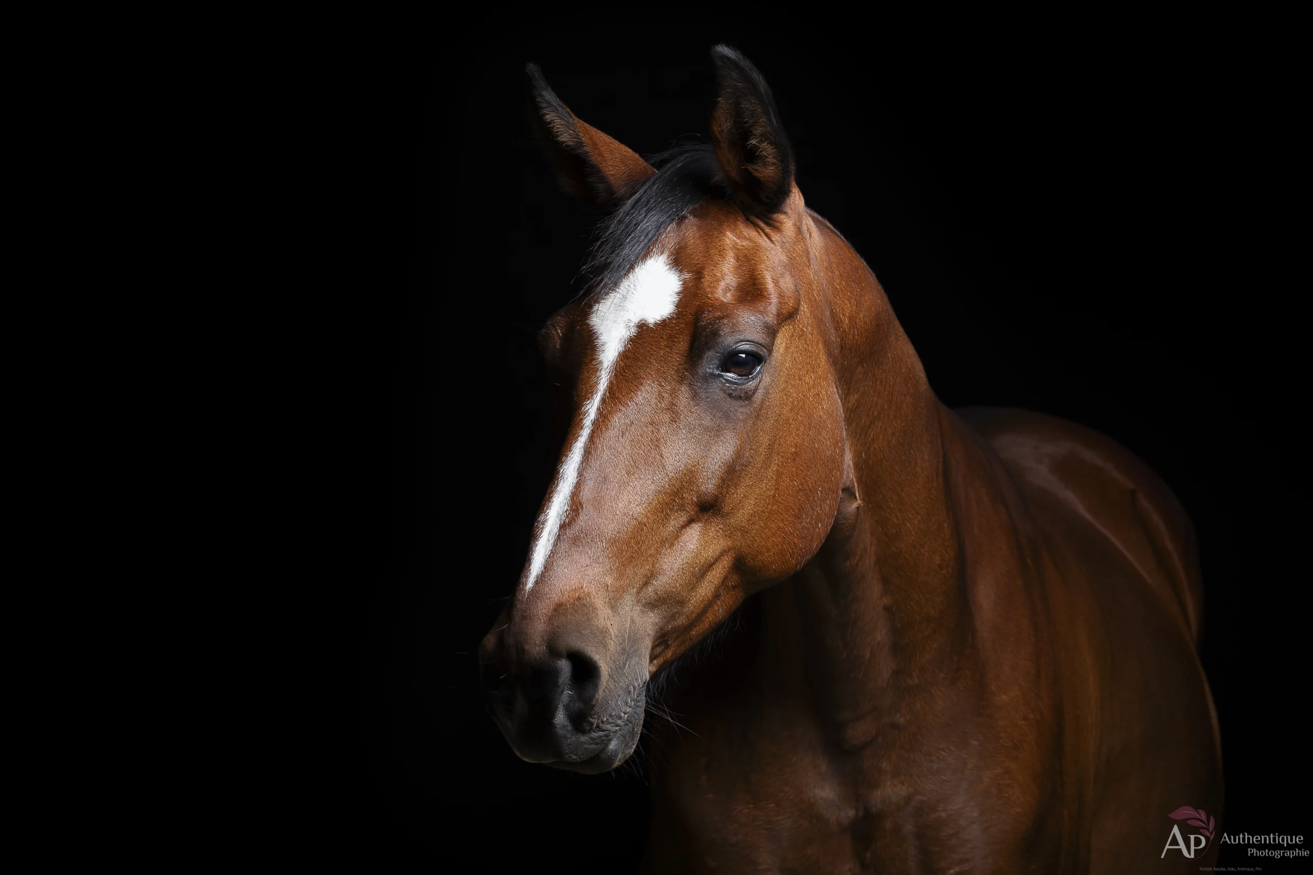 photo-cheval-fond-noir