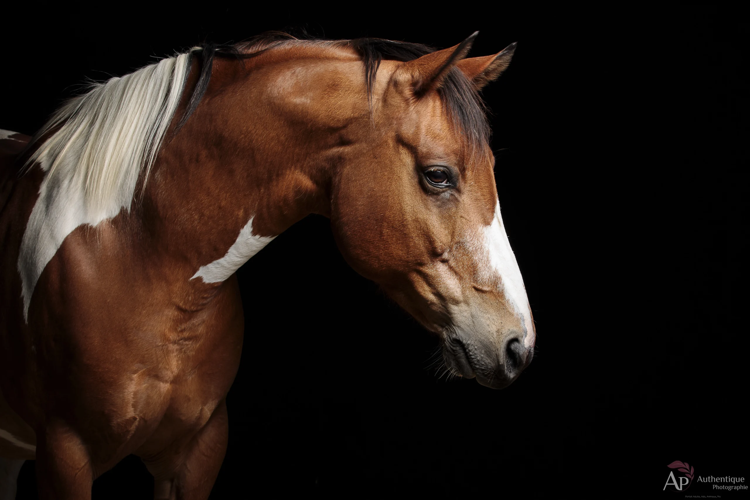 photographe-equin-studio