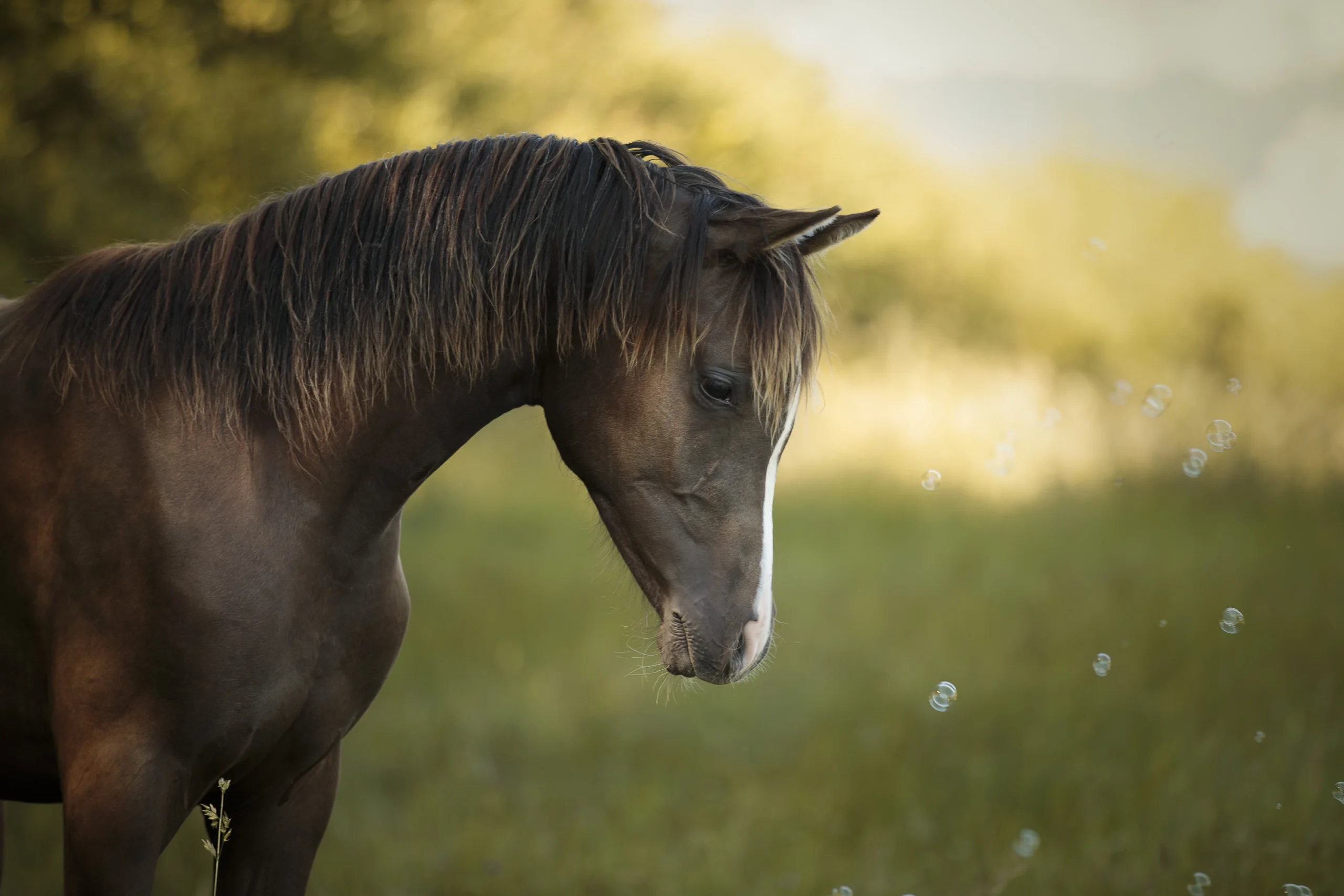 Photographe-cheval-exterieur-lyon