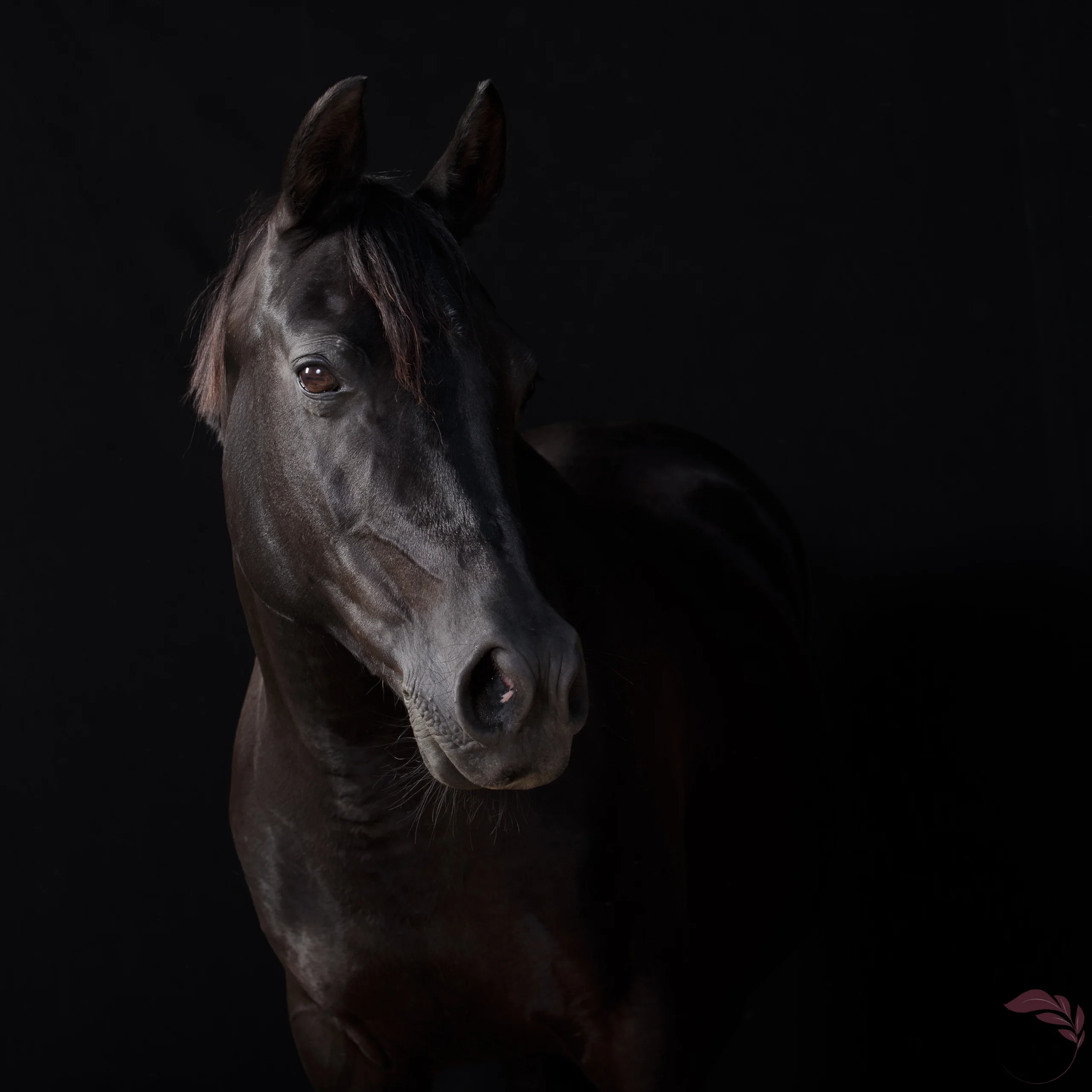 cheval-noir-donf-noir