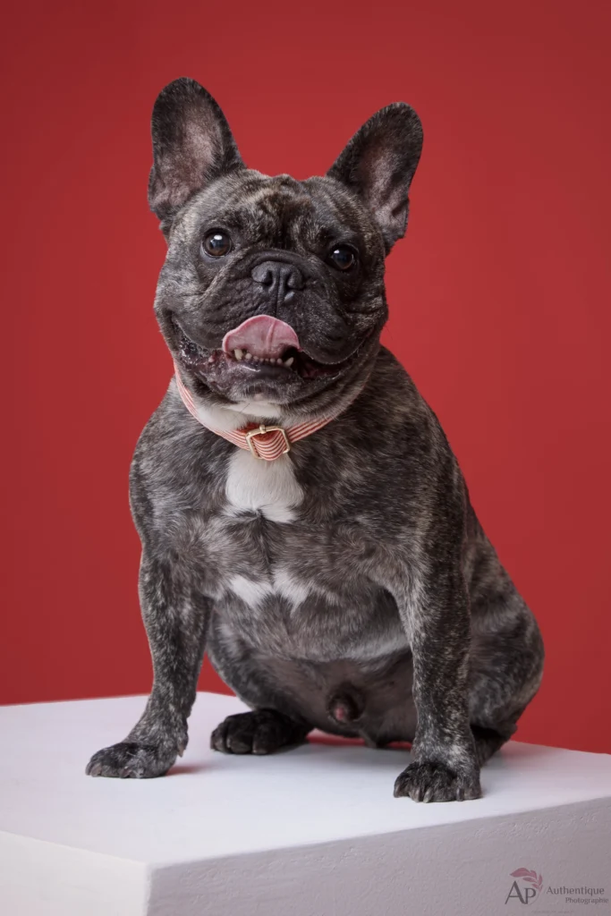 Bouledogue français en phoot sur fond rouge