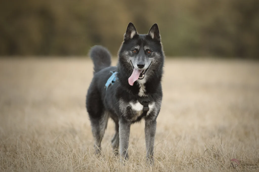 Photographie d'un chien loup en extérieur